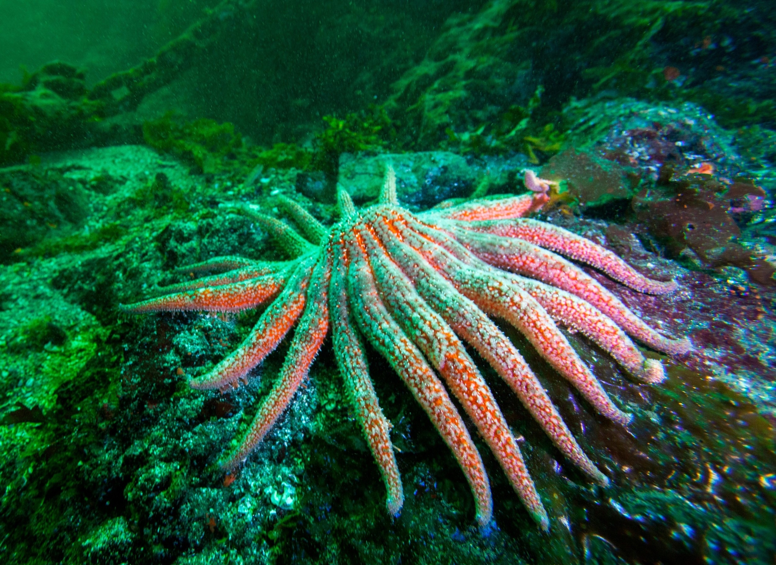 Featured image for Sea Stars as Guardians of Kelp Forest Revival