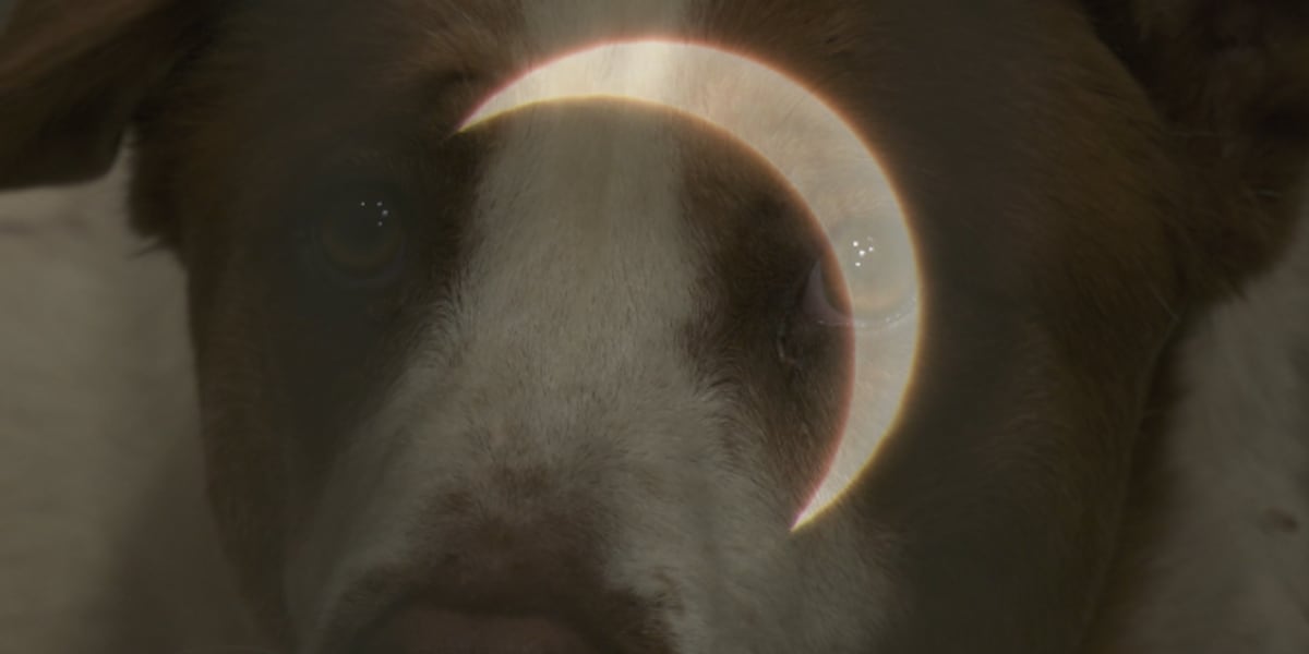 "Protecting Pets: Solar Eclipse Safety Tips for Animal Owners"