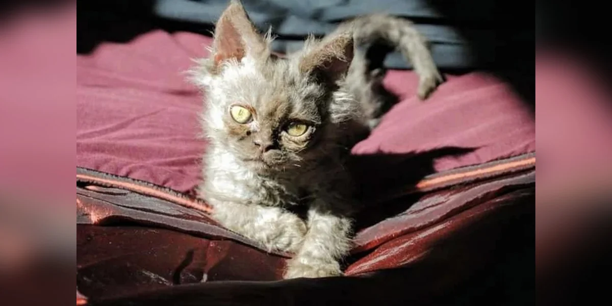 Featured image for Woman Questions if Her Adopted Cat Is Part Alien