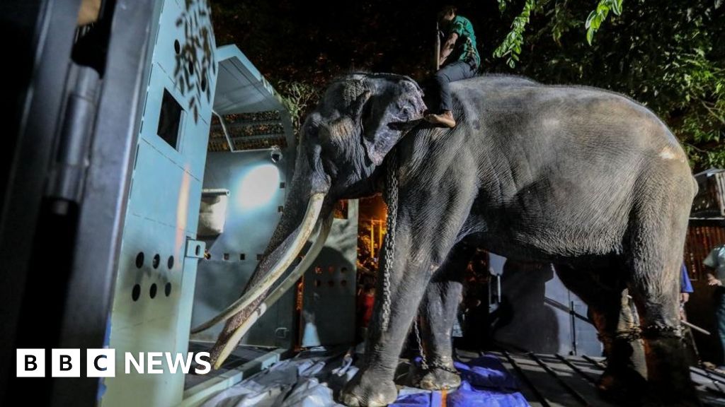 Featured image for Rescued Thai Elephant Returns Home After Years of Neglect in Sri Lanka