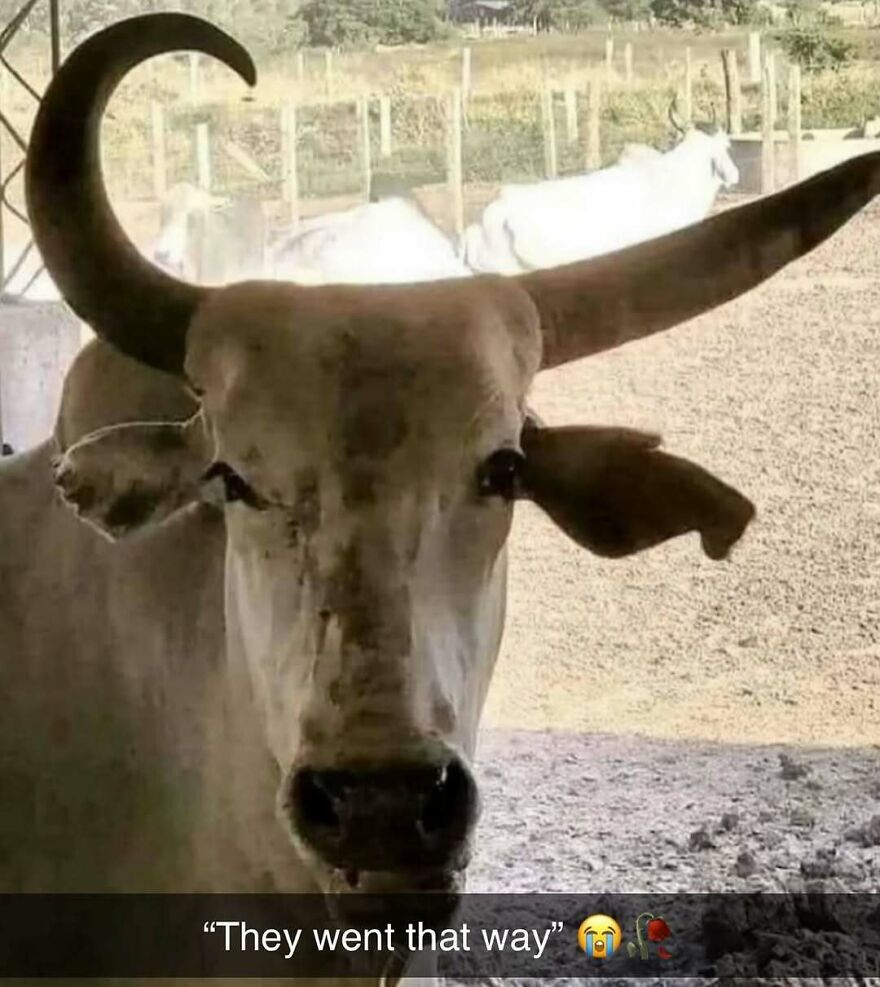 Featured image for Infectious Disease Updates for August 10, 2025