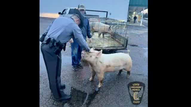 "Troopers Round Up Escaped Pig Near Ohio McDonald's in 'Insu-boar-dinate' Chase"