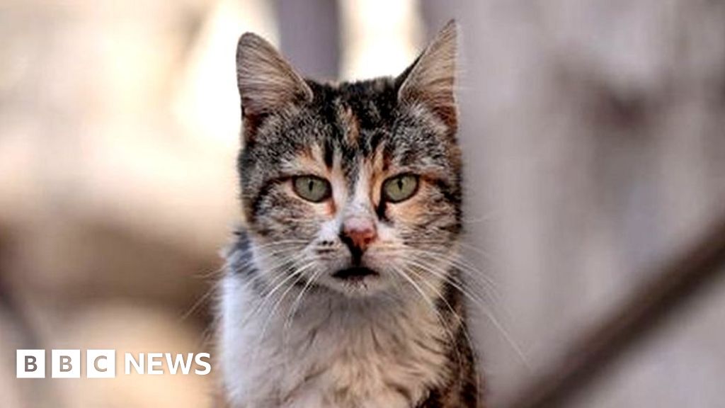 Controversial New Zealand Cat-Killing Competition Cancelled.