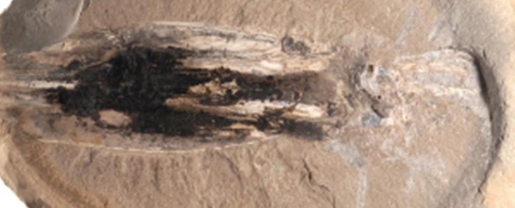 Featured image for "Ancient Vampire Squid Fossilized with Prey Unearthed in Luxembourg"