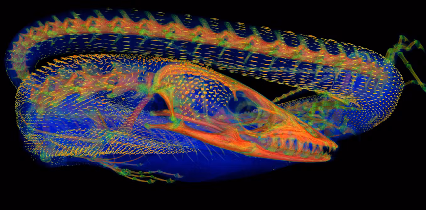 Featured image for Revealing the Hidden Bone Armor in Lizards