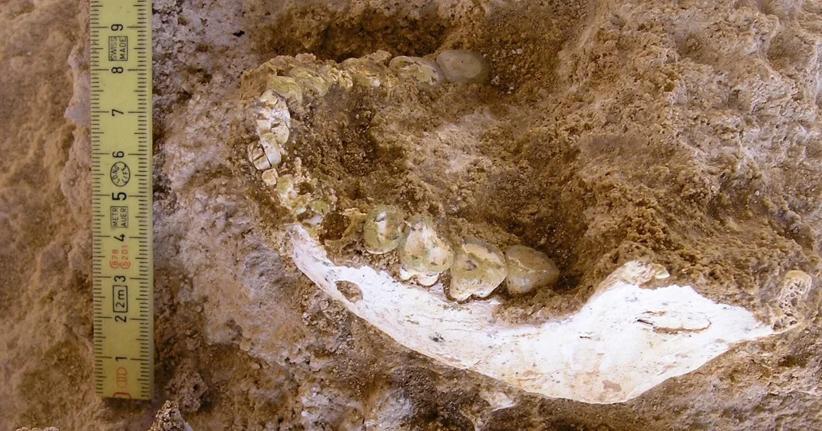 Moroccan Cave Fossils Reveal Key Insights into Human Evolution and Origins
