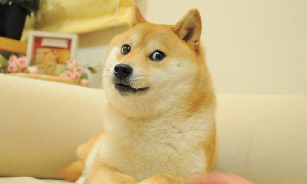 Featured image for "Doge Meme Icon Kabosu Passes Away at 18"