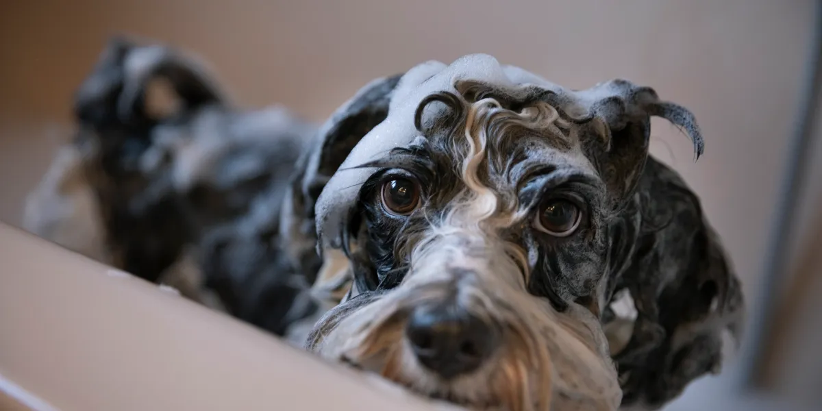 Featured image for Stock Market Surpasses Warren Buffett's Key Warning Indicator