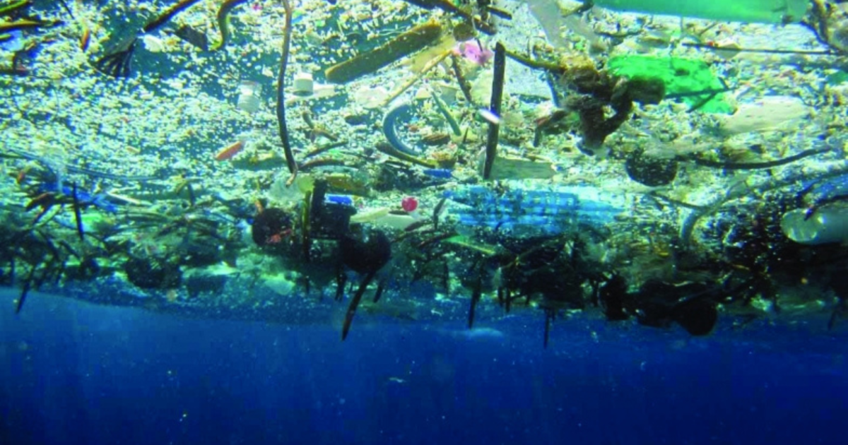 Featured image for The Great Pacific Garbage Patch: From Trash Heap to Thriving Ecosystem.