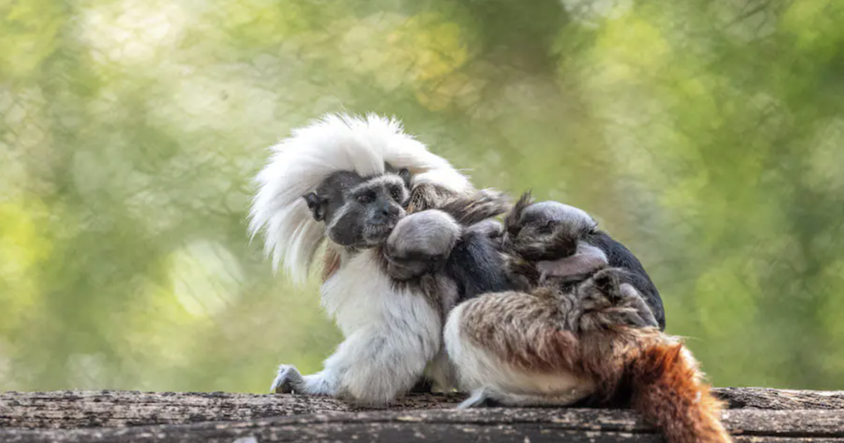 Featured image for Rare twin cotton-top tamarin monkeys born at Disney World