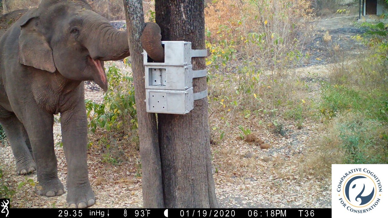Featured image for "Unveiling the Astonishing Abilities of Wild Asian Elephants: Puzzle Solving, Trunk Dexterity, and Balance"