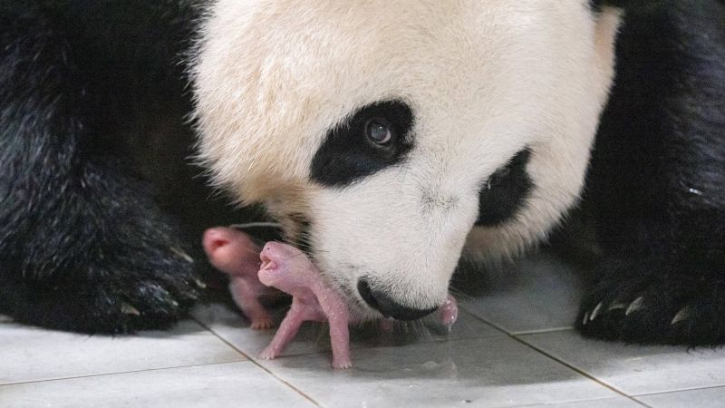 Featured image for "Double Delight: South Korean Zoo Welcomes First Twin Pandas"