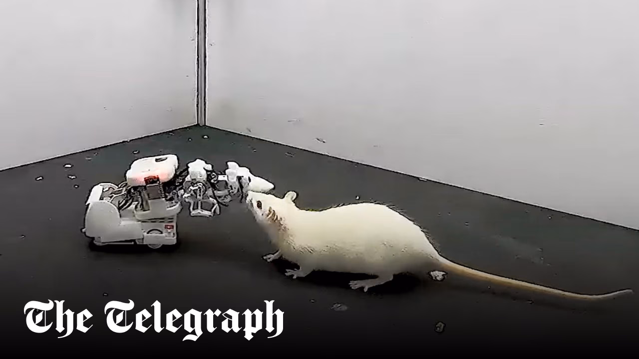 Featured image for AI Robot Rat Blends Seamlessly with Real Rodents