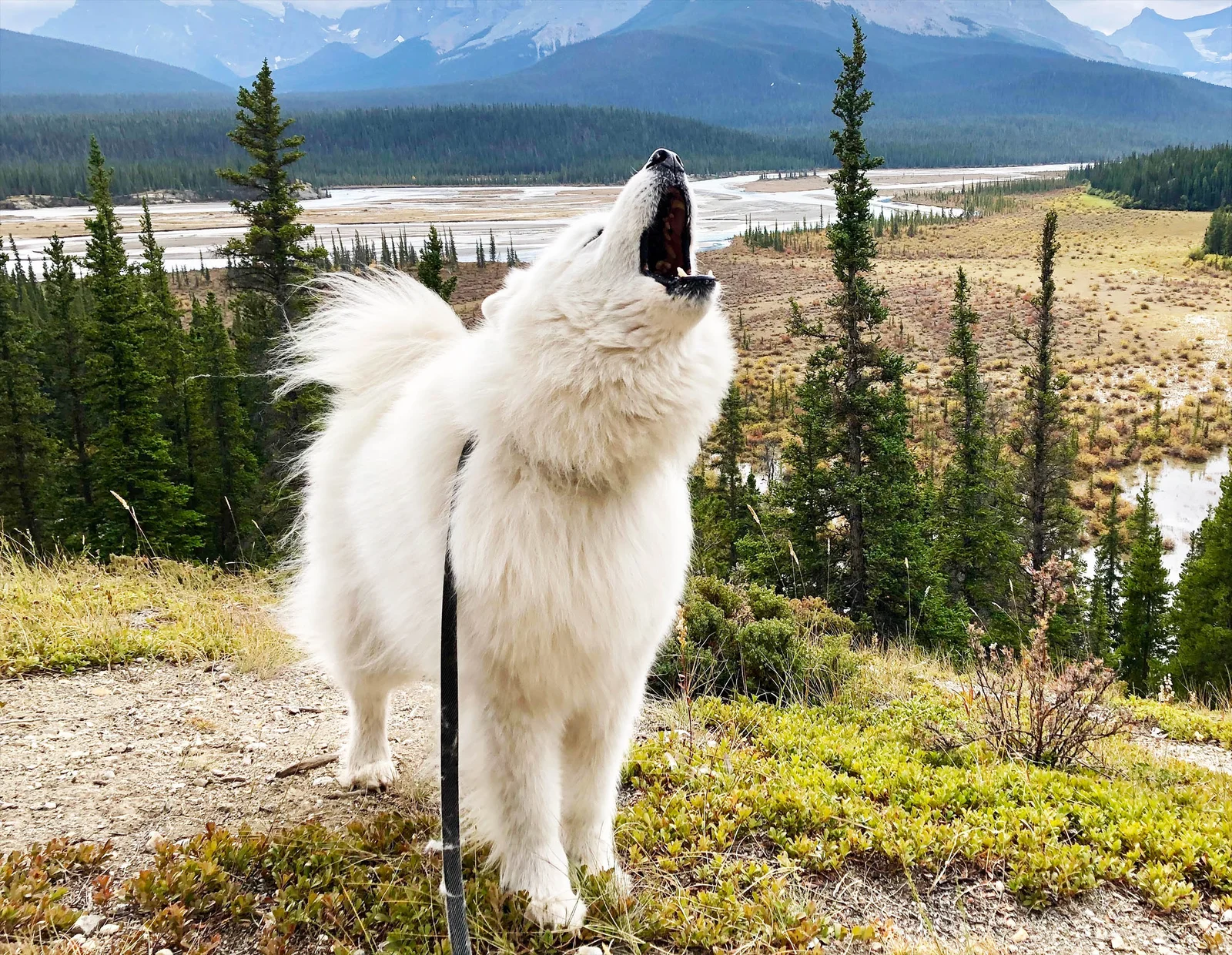 Canine pitch-perfect: some dogs adjust their howls to match music