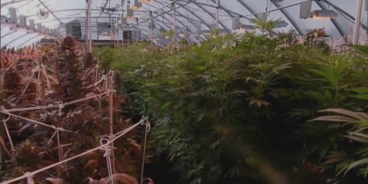 Featured image for "Recreational Marijuana Sales Booming in Missouri and Connecticut, Impacting Dispensaries and Prices"