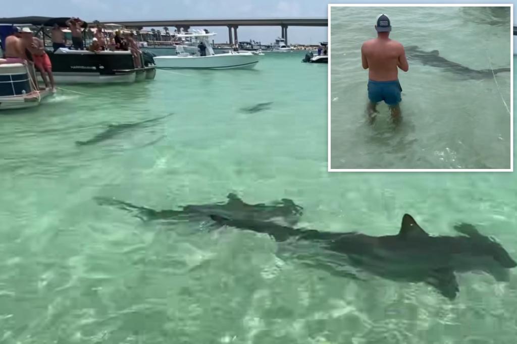 Featured image for Close Encounters: Sharks and Bears Surprise Gulf Coast Visitors.