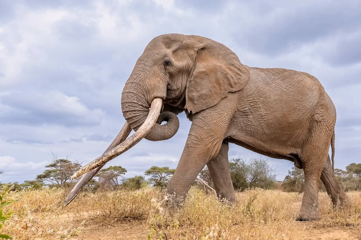 Featured image for Kenya Honors 'Super Tusker' Elephant Craig After His Passing