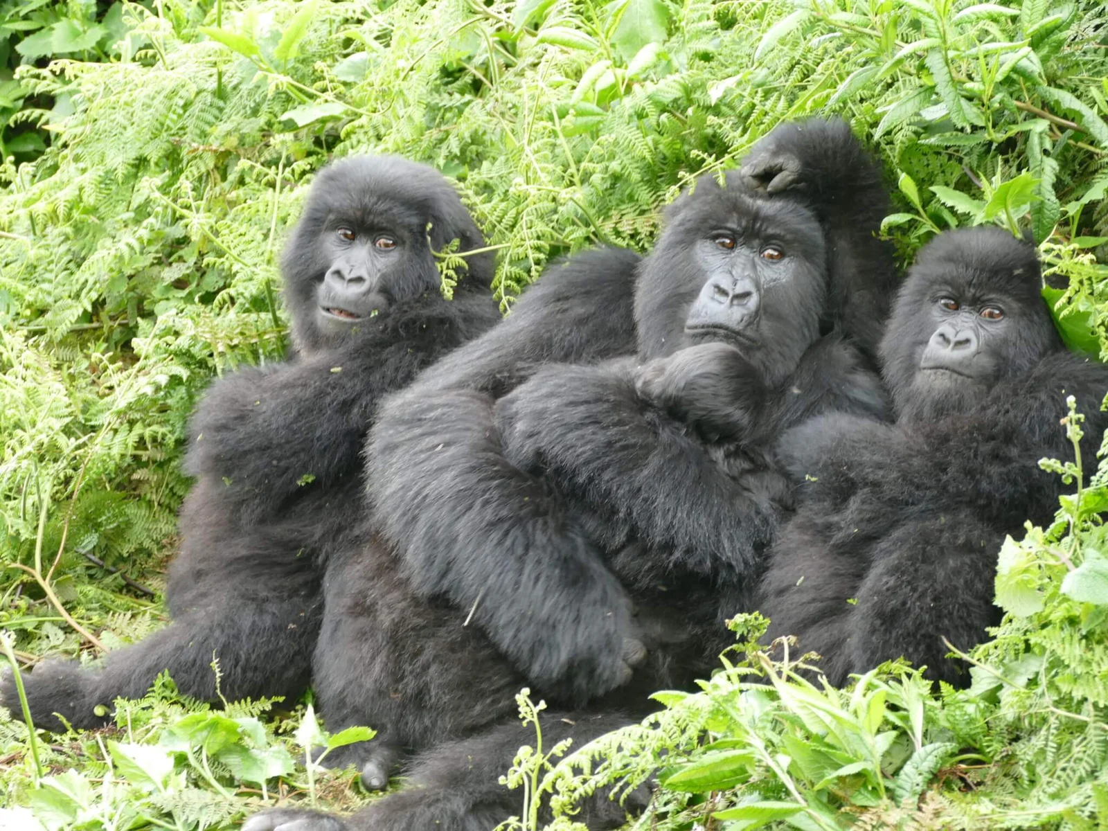 Gorillas' Resilience Surpasses Humans' Emotional Strength.