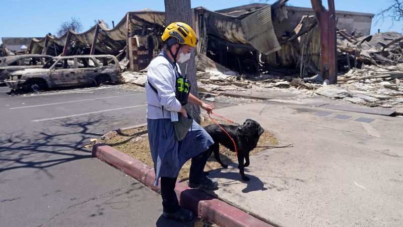 Featured image for "Maui's Cadaver Dogs and DNA Tests Aid in Identifying Fire Victims"