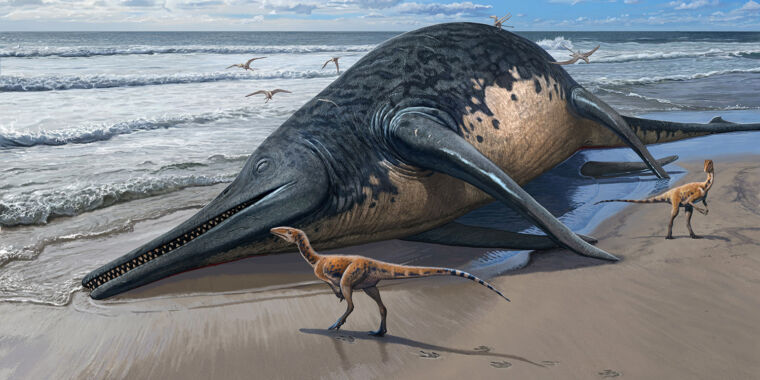 Featured image for "Father-Daughter Team Unearths Largest Marine Reptile, Matching Blue Whales in Size"