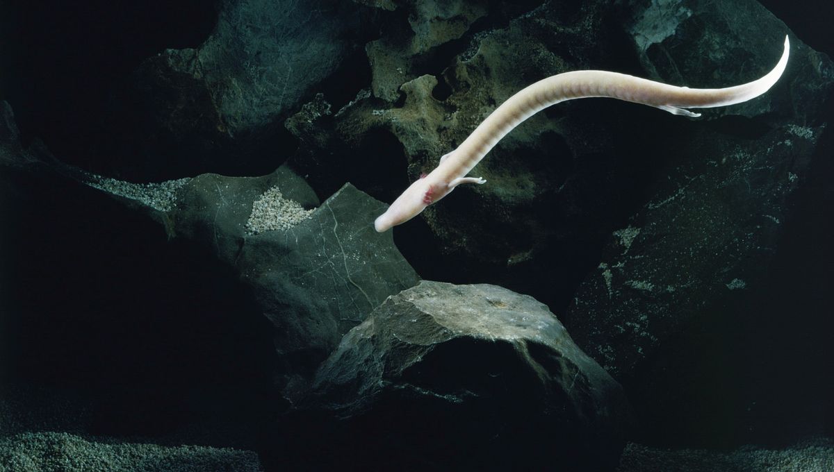 Featured image for Olm Remains Stationary for Over Seven Years, Scientists Find