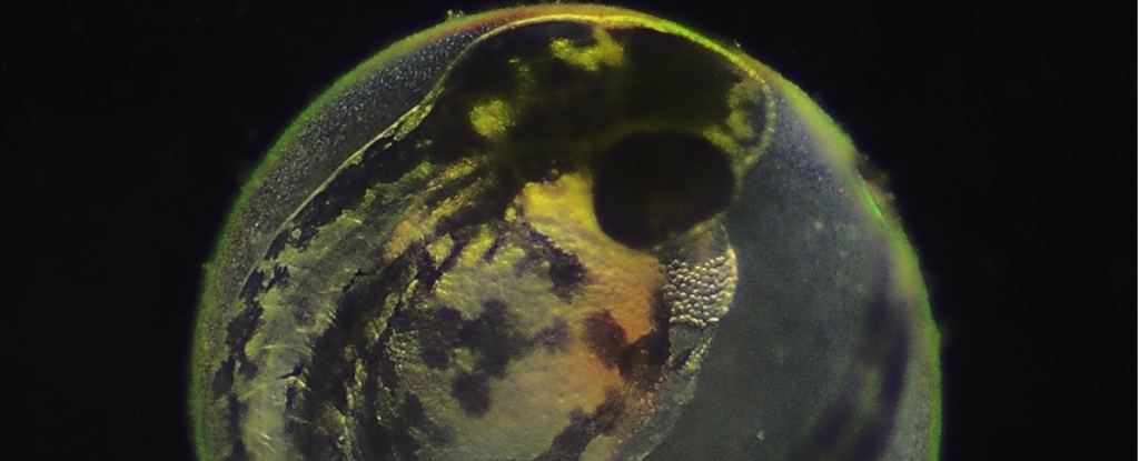 Featured image for Scientists Uncover How Fish Embryos Choose Their Hatch Date