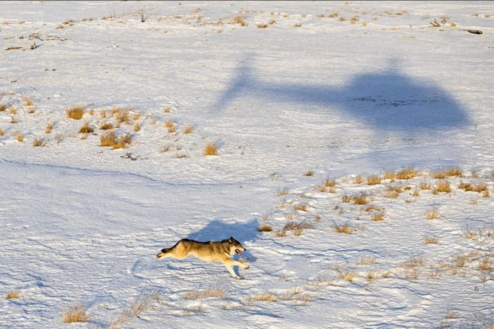 Featured image for USFWS Threatens to Take Over Colorado's Wolf Management