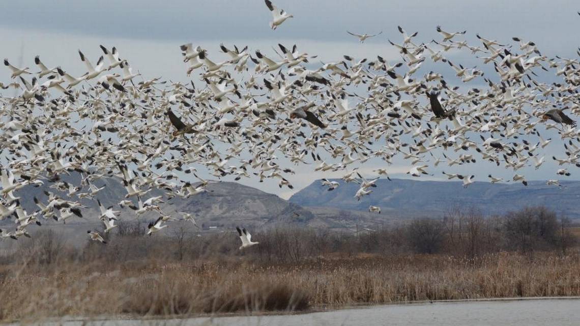 Featured image for Bird Flu Outbreak Hits Multiple States, Causing Mass Bird Deaths