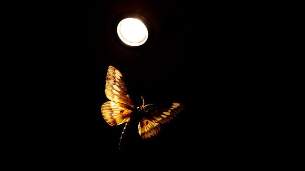 Featured image for "The Fascinating Attraction of Insects to Artificial Night Lights"