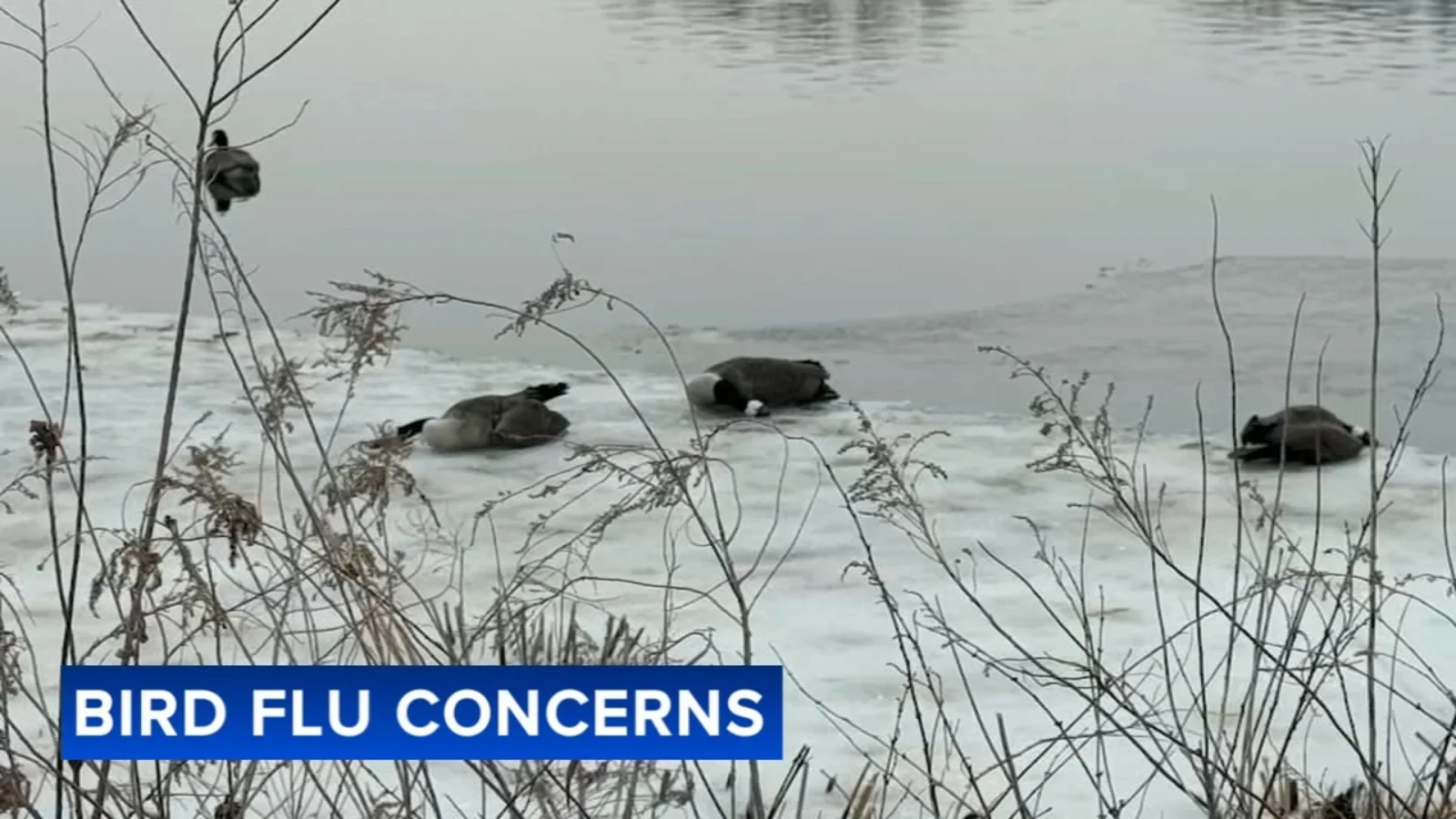 South Jersey Residents Tackle Dead Bird Cleanup as Bird Flu Probe Expands