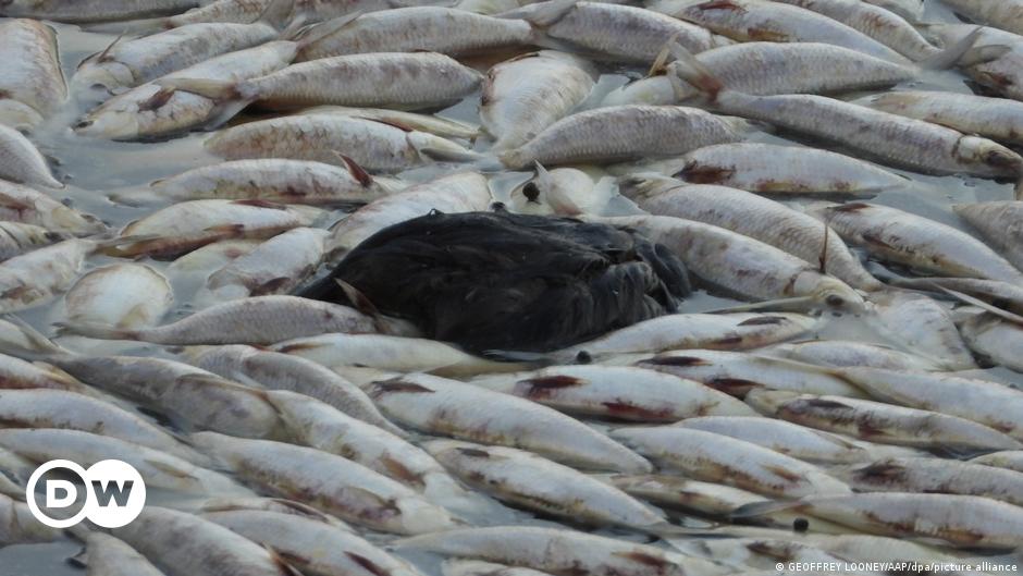 Featured image for Australia's Darling River plagued by millions of dead fish.