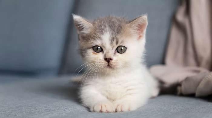 "Bird Flu in Pets: What Cat Infections Mean for Owners"