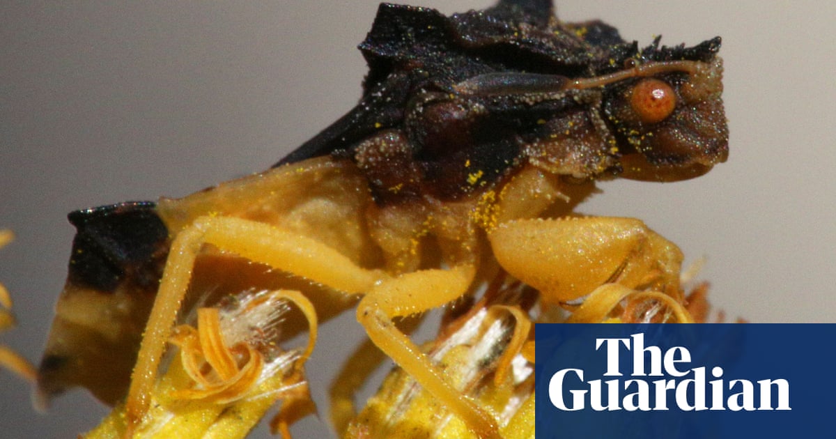 Featured image for "Climate Change Alters Insect Colors and Mating Patterns, Study Reveals"