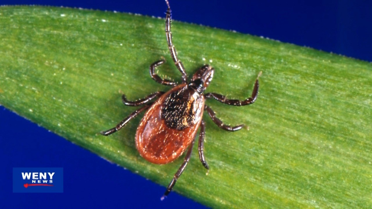 The Growing Threat of Lyme Disease in New York and Knox County
