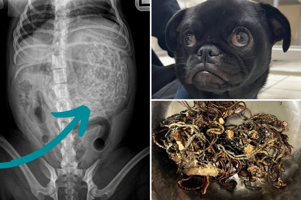 "Hidden Dangers: How Hairbands Put Pets at Risk of Emergency Surgery"