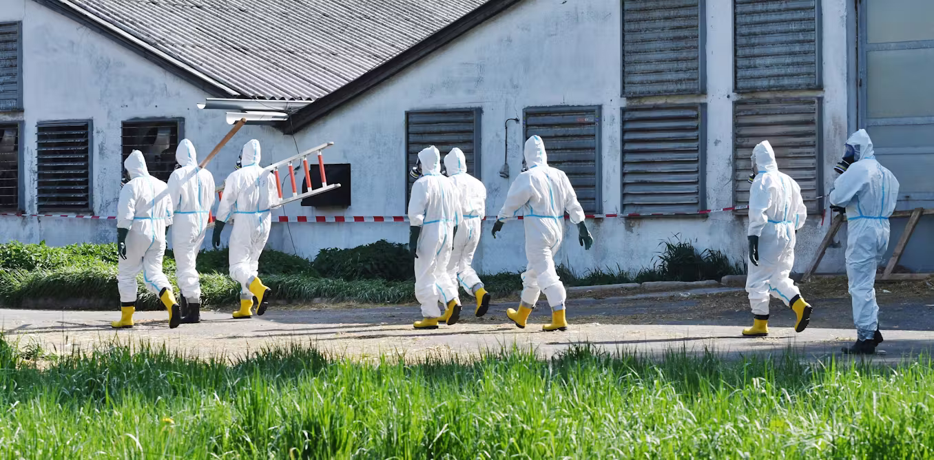 Featured image for Experts warn of potential human pandemic from bird flu spread