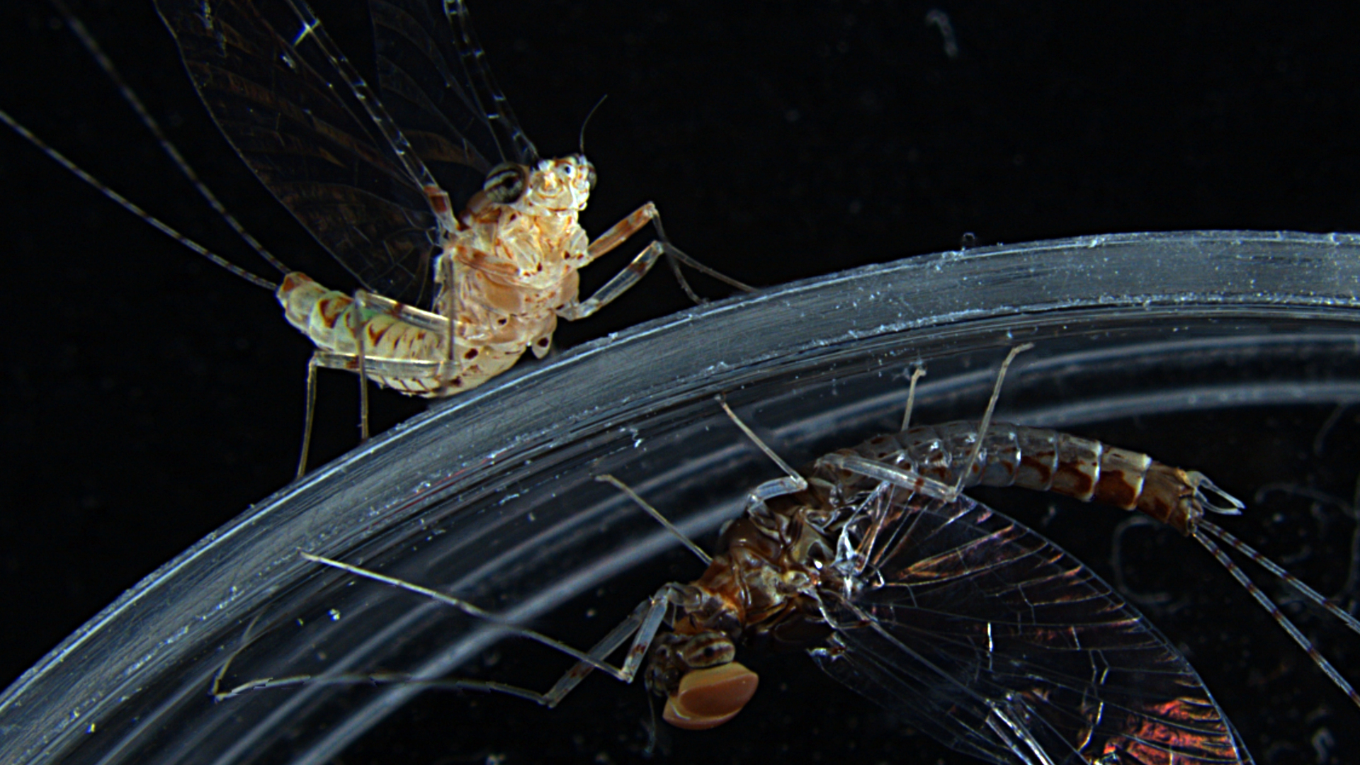 Featured image for "Unraveling the Genetic Origins of Animal Evolution: From Copy-Paste Errors to Tissue-Specific Expression"