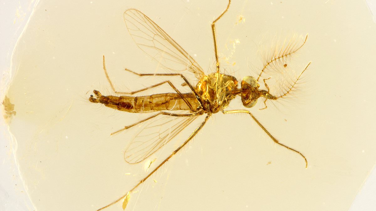 "130-Million-Year-Old Mosquito Fossils Unveil a Bloodsucking Revelation"