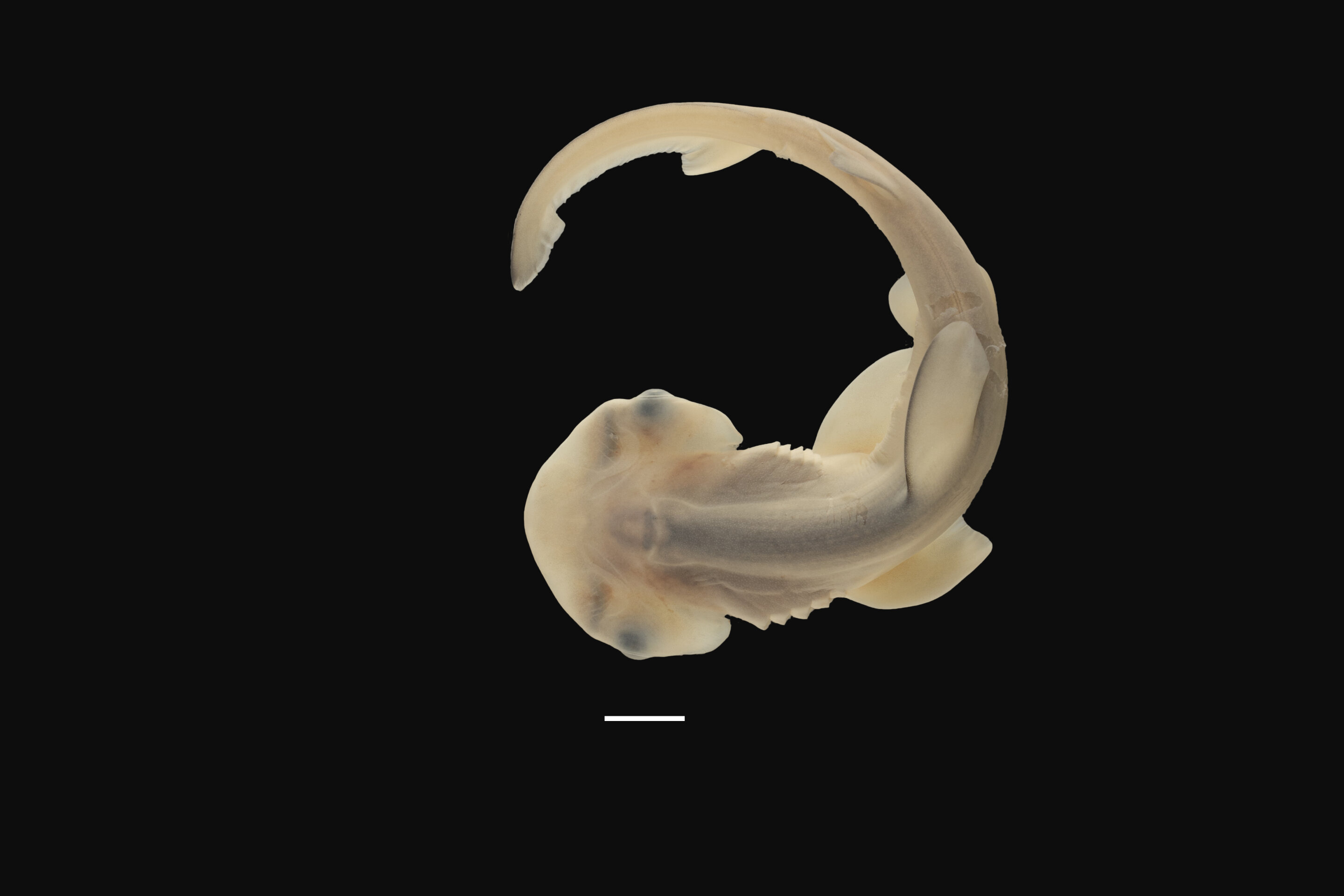 Featured image for Unveiling the Mystery: How Hammerhead Sharks Acquire Their Unique Hammer