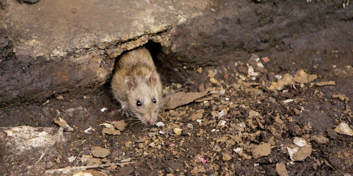 The Effective and Uncommon Rat-Killing Techniques of NYC Exterminators