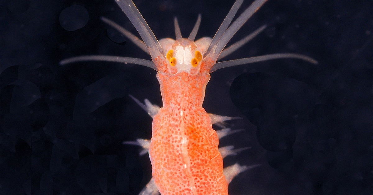 Featured image for Marine Worm's Remarkable Ability to Distinguish Moonglow and Sunbeams