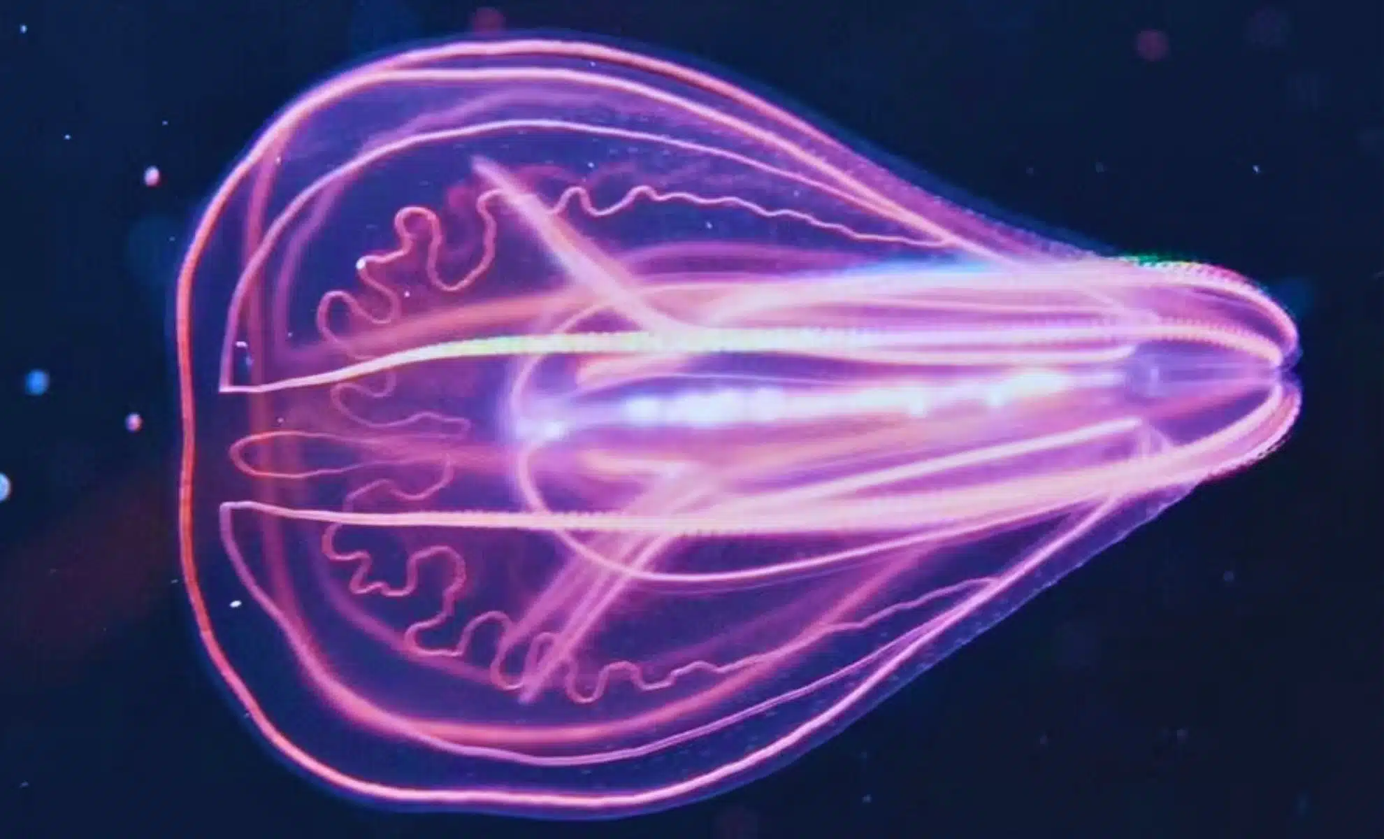 Featured image for Jellyfish That Reverse Aging Could Hold Key to Immortality