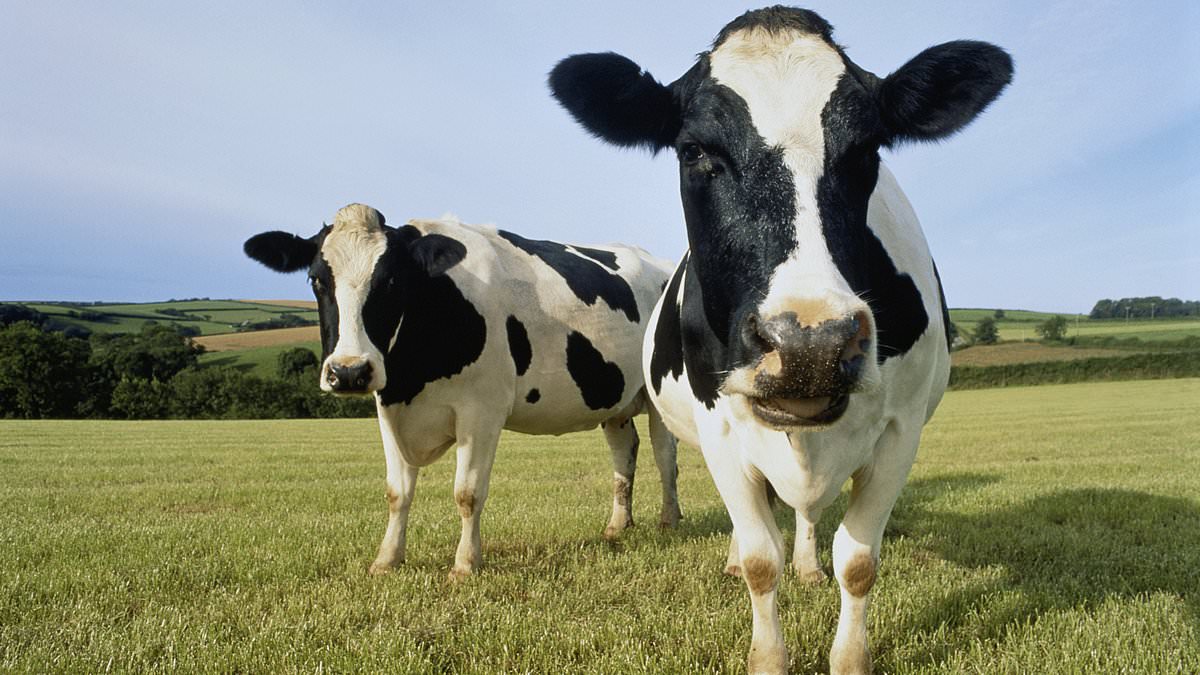"Rising Concerns as Bird Flu Spreads Among Dairy Cattle"