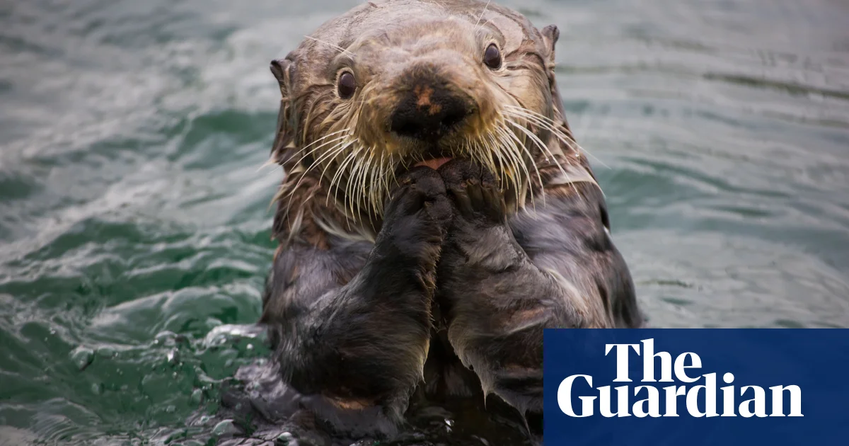 Featured image for Cat poop runoff suspected in California sea otter deaths.