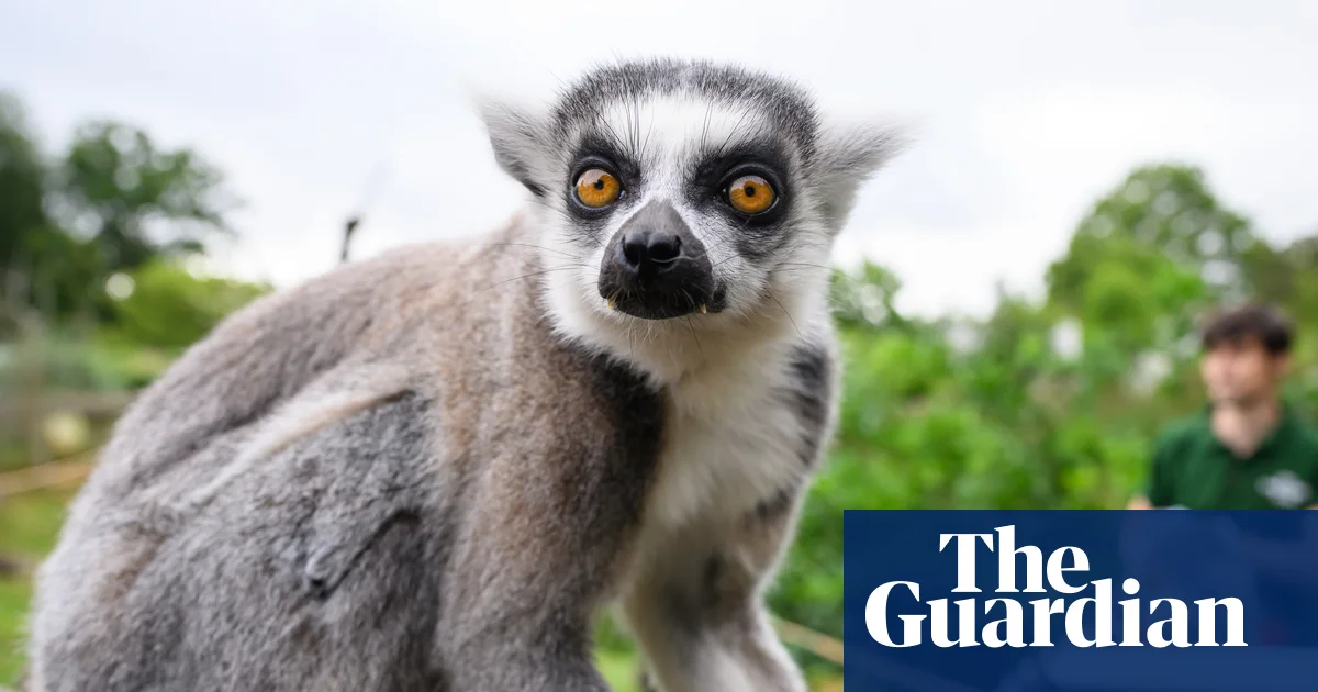 Featured image for Link Between Thumb Length and Brain Size Uncovered in Primate Study