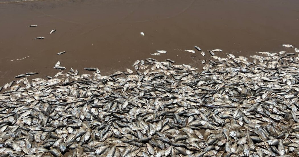 Featured image for Massive Fish Kill Reported on Texas Gulf Coast