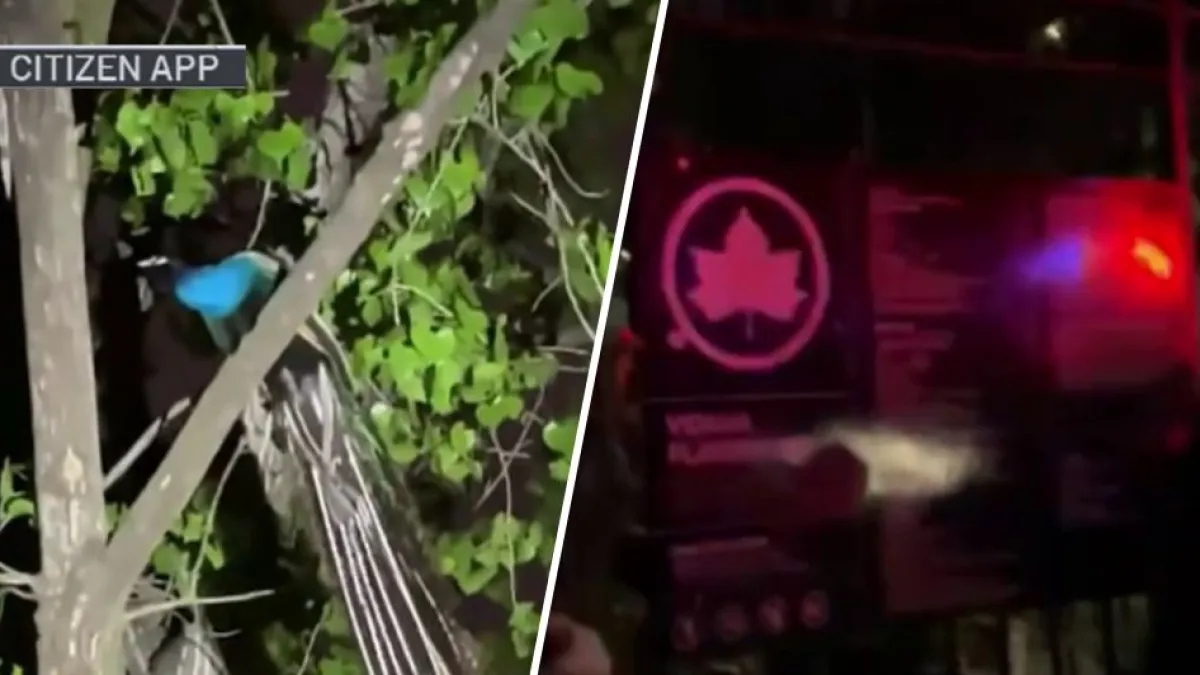 Rogue Peacock Causes Chaos in the Bronx