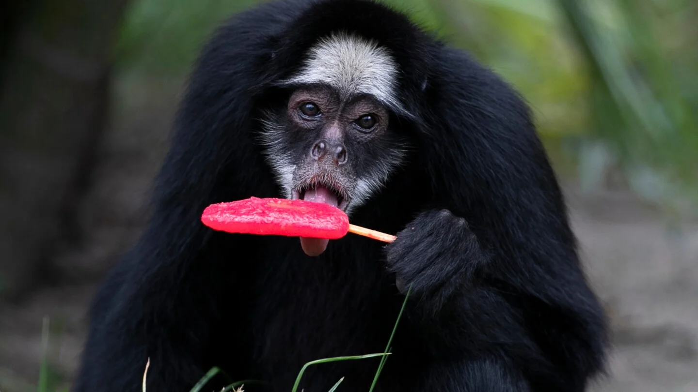 Rio’s Zoo Keeps Residents Cool with Popsicles Amid Heatwave
