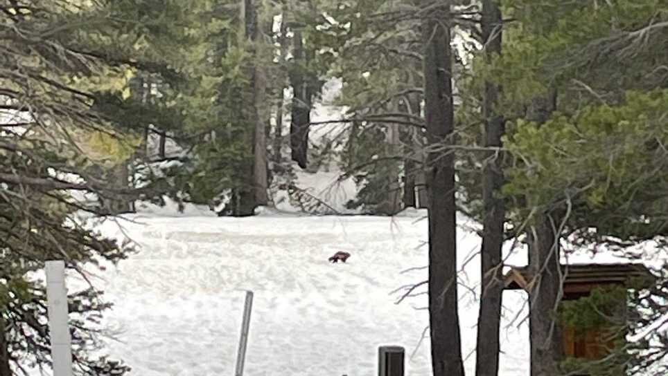 Rare Sighting: Wolverine Returns to California After 100 Years