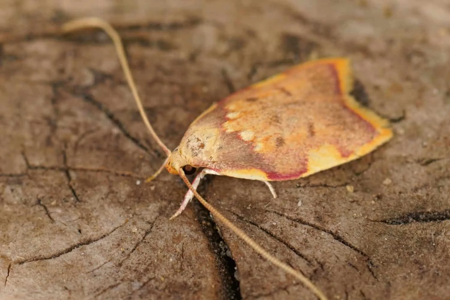 Hidden in Plain Flight: 2025 Cryptic Moth Carcina ingridmariae Revealed